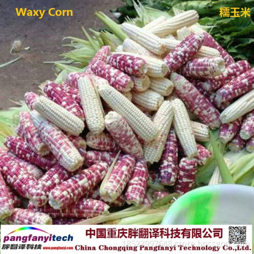 Natural Tasty Healthy Self-produced Sweet Waxy Maize